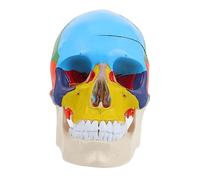 GALPADA Anatomical Skull Model Medical Teaching Tool for Students Realistic Design Material for Educational Display and Learning