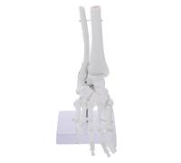 GALPADA Ankle Joint Model Pvc Human Foot Skeleton Anatomical Model 1:1 Life Size White Wire Mounted with Stand for Schools Physical Health Teaching Students Doctors