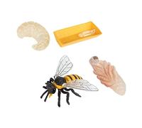 GALPADA Bee Evolution Model Realistic Plastic Simulation Bee Life Cycle Educational for Natural Science Learning Cognitive Gift for Boys