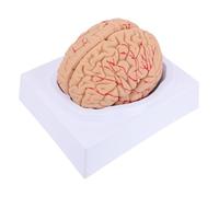 GALPADA Brain Model Pvc with Base, Detachable Human Brain Model for Studying Human Cerebrovascular and Nerve, Anatomy Teaching in Nursing Schools for Students