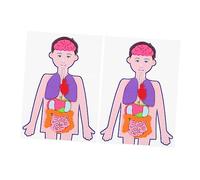 GALPADA Cognitive Organs Model Educational Toys for Boys and Girls 2 Sets DIY Human Anatomy Teaching Aid Removable Organs for Hands-On Learning
