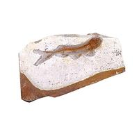 GALPADA Creative Fish Specimen Desktop Ornament for Science Education Teaching Tool for Classroom Decor Random Styles for Students and Paleontology Enthusiasts