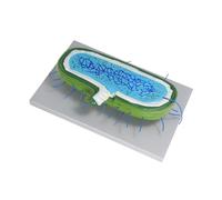 GALPADA Enlarged Cell Nucleus Model for Biology Teaching Realistic Anatomical Display with Organelles Interactive Educational for Science Classes Construction for School and Home Study