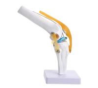 GALPADA Life Medical Knee Joint Simulation with Ligaments for Teaching and Patient Education Flexible Skeleton Model for Anatomy Study and Training