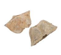 GALPADA Natural Mineral Specimen Spirifer Authentic Marine Adornment 2pcs with Unique Shapes for Teaching and Home Decoration for Geology and Paleontology Enthusiasts