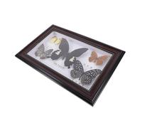 GALPADA Real Butterfly Specimen in Wooden Picture Frame, Coffee Brown 5pcs Set, Decorative Butterfly Framed Art for Wall and Landscape Display