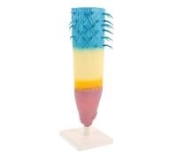 GALPADA Realistic Corn Root Profile Model Longitudinal Root Section Educational Plant Anatomy Tool for School Teaching and Botanical Study