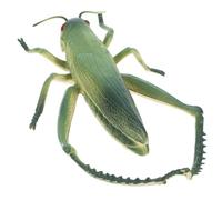 GALPADA Realistic Grasshopper Plastic Bug Figure Outdoor for Garden Decoration Multipurpose Insect Party Favor Educational Reusable Prank
