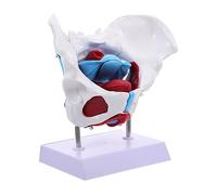GALPADA Separable Female Pelvic Anatomy Model with Muscles and Organs Medical Pelvic Structure Teaching Tool for Doctors Nurses Students for Educational Display and Practice