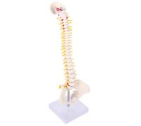 GALPADA Spine Model for Hospital: Beige PVC Kitchen Counter Storage Dining Table Service Workshop Bench Layout Craft Project Setup Wedding Party Display
