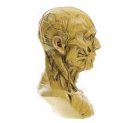 GALPADA Yellow Resin Skull Head Muscle Figurine with Delicate Prop and Decorative Features, Artistic Human Anatomy Model for Drawing Sketch and Graduation, for Birthdays and Occasions