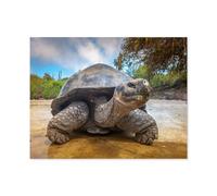 Galpagos giant tortoise, Ecuador, Ecuador，Jigsaw Puzzles 1000 Pieces for Adults, Classic Puzzle Kids Puzzle Challenging And Difficult Puzzles for Adults And Teens（75x50cm）-A13