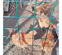 Galvanised Metal Wire Rolls for Garden and Poultry Netting, Rust-Proof Construction, 1m x 18m