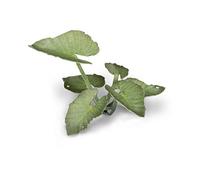 Gamers Grass Laser Plants Elephant Ear