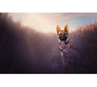 Games Puzzle 200 pieces Dog Billy Shepherd 35x25CM