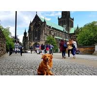Gander Walking Tours in Glasgow