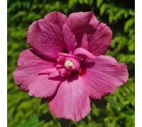Gandini Van Aart Ruby Tree Hollyhock Shrub Plant Hibiscus Syriacus 2L Pot Plant Theory Green One Size