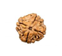 Ganesha Arts 4 Mukhi Rudraksha from Nepal 14mm-16mm Loose Bead Lab Certified