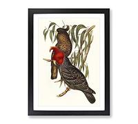 Gang Cockatoos By Elizabeth Gould Vintage Framed Print | A2 Black Framed Wall Art | Ready to Hang | Classic Nature Picture | Living Room Bedroom Lounge Office