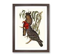 Gang Cockatoos By Elizabeth Gould Vintage Framed Print | A2 Walnut Framed Wall Art | Ready to Hang | Classic Nature Picture | Living Room Bedroom Lounge Office