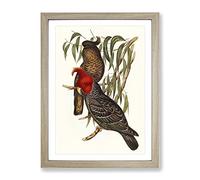 Gang Cockatoos By Elizabeth Gould Vintage Framed Print | A4 Oak Framed Wall Art | Ready to Hang | Classic Nature Picture | Living Room Bedroom Lounge Office