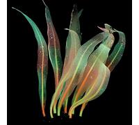 GANYKQ Aquarium Artificial Kelp Soft Silicone Plant Move with Water Flows 7 Inch High Realistic Seaweed Fish Tanks Decorations