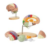 GaRcan 2X Human Brain Model For Neuroscience Teaching With Labels Life Size Model 9 Colors To Identify Brain Functions For Learning Science Classroom Study Display