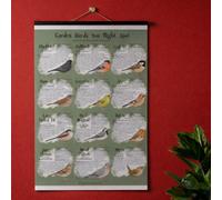 Garden Birds You Might Spot - British Bird Identification A1 Poster