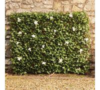 Garden Gear Artificial White Flower Hedge Trellis 1 X 2M Expandable Privacy Screening Panel For Gardens, Balcony And Terraces