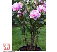 Garden Gear 2pk Peony/Herbaceous Med Plant Frame 63 x 34cm, Black