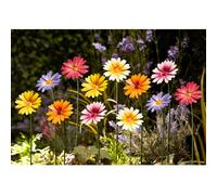 Garden Gear Metal Daisy Stakes Decorative Ornament, Set Of 12 Mixed Colours