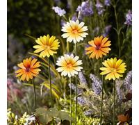 Garden Gear Metal Daisy Stakes Decorative Ornament, Set Of 12 (Yellow/orange/white)
