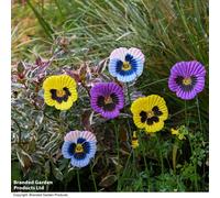 Garden Gear Metal Pansy Flower Stakes Decorative Ornament, Set Of 6