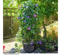 Garden Gear Tower Pot Garden Planter Trellis & Saucer Outdoors Black & Silver X 2
