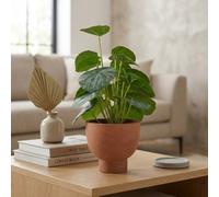 Garden Greatness Artificial Chinese Money Plant In Pot