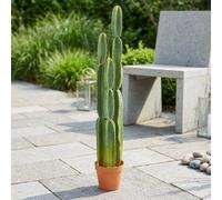 Garden Greatness Artificial Potted Cereus Cactus in Green Garden Greatness Green