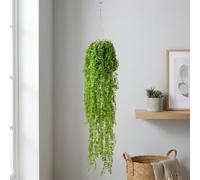 Garden Greatness Hanging Airplant Vine Arrangement