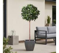 Garden Greatness Lifelike Green Bay Ball Potted Tree Garden Greatness Green