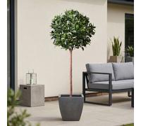 Garden Greatness Lifelike Potted Bay Ball Foliage Tree
