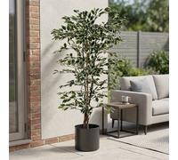 Garden Greatness Realistic Variegated Ficus Potted Tree Garden Greatness Multicolor