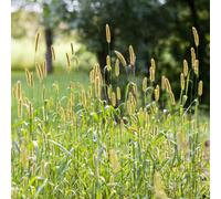 Garden Lawncare Guy Timothy Grass Seeds - Premium Forage Seed For Animals - Loved By Rabbits, Sheep And Grazing Animals