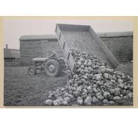 Garden Market Place Massey Ferguson Mf35 Tractor & Trailer Tipping Turnips Canvas Picture Print- Black And White