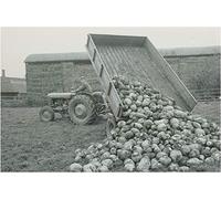 Garden Market Place Massey Ferguson MF35 Tractor & Trailer Tipping Turnips Canvas Picture Print- Black and White