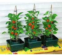 Garden Mile 3pc Tomato Grow Pots Heavy Duty Plastic Growbags for Vegetables | Durable plastic, Growbags for For tomatoes & herbs, Strawberries, Greenhouse use