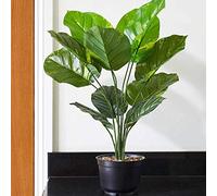 Garden Mile 70cm Artificial House Plant Indoor Potted Plants Large Leopard Lilly Plant In Pot Realistic Indoor Plants for Home Office Tropical Plant's for Home