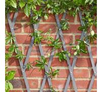 Garden Mile Grey Wooden Trellis Heavy Duty Wooden Trellis for Climbing Plants Support Panel for Flowers Decorative Garden Wall Trellis Fence Panels 180 x 30 cm