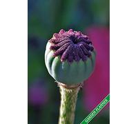 Garden Planner: Poppy seed capsule. Format A5, 120 pages, fine grey lined. Journal, diary, notebook and garden planner for everything that happens in the garden throughout the year.