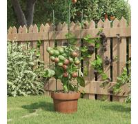 Garden Plant Support Green 21.5x60cm Steel PP Coated 5pc Tomato Cage 3-Ring Set