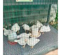 Garden Wire Mesh Edging - PVC Coated Steel Fence Rolls for Poultry, Vegetables & Fruits - Durable 1X18M Garden Fencing Solution for Easy Plant Protection