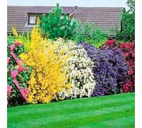 Gardeners Dream 10 X Mixed Flowering Shrub Plants - Assorted Blooming Shrubs For Beautiful Uk Gardens - Outdoor Plants (20-40Cm)